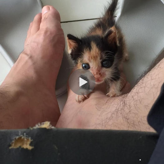 A compassionate human father offers a rejected kitten a second chance at life and love, filling their days with unconditional care and affection.