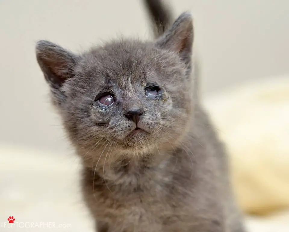 Blind cats never lose their zest for life despite their disability.