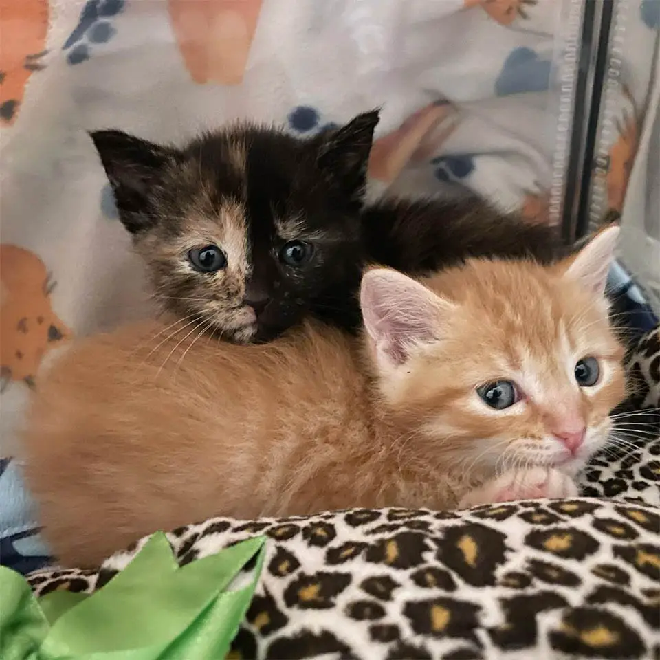 A remarkable family’s unwavering love and support empower timid kittens to embrace a leap of faith, embarking on a new journey filled with courage, guided by their unwavering devotion.