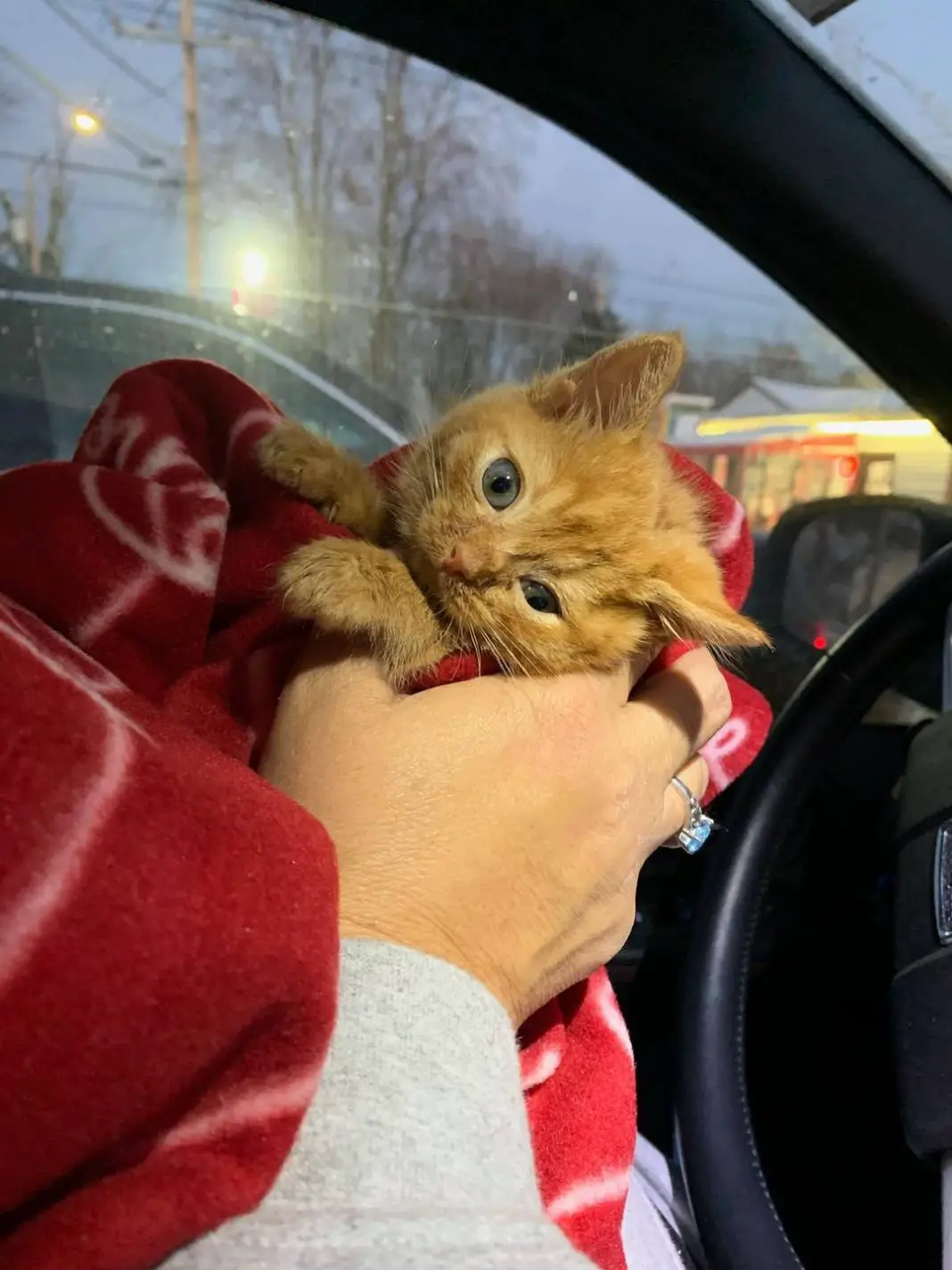 Despite facing numerous obstacles, a determined kitten with a bent head refuses to give up and fights to find its perfect home, inspiring us all with its resilience.