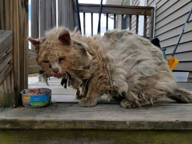 Struggling through desolate streets, weighed down by matted hair and plagued by hunger, his tearful plea for help echoes, evoking a sense of empathy.