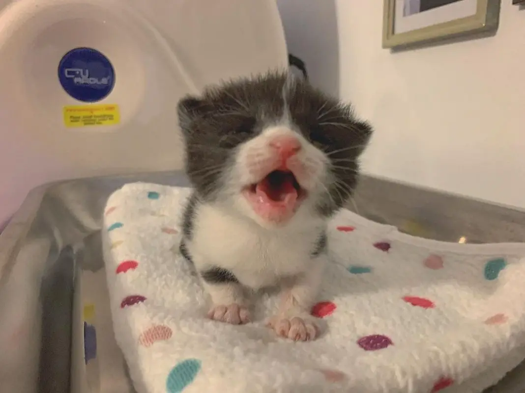 A tiny kitten with a big personality was found alone, but fate had bigger plans for her. With the help of kind-hearted rescuers, she reunited with her beloved siblings and their bond became unbreakable.