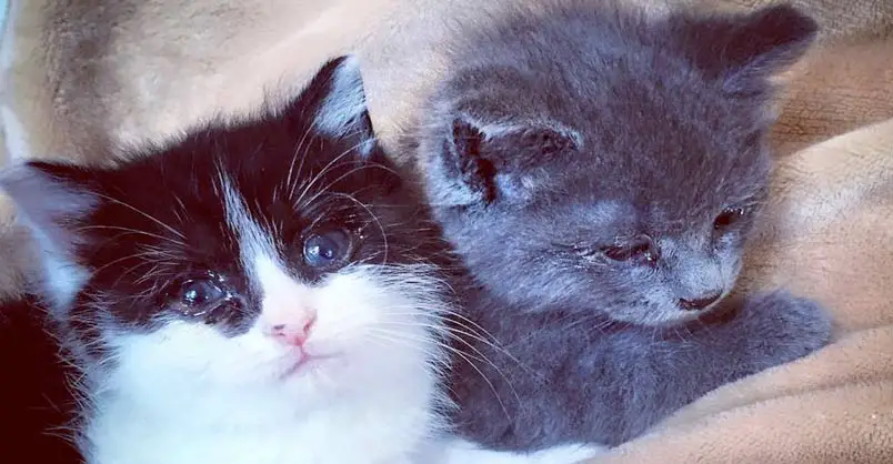 Tiny Kittens Found Holding Each Other Refused To Let Go