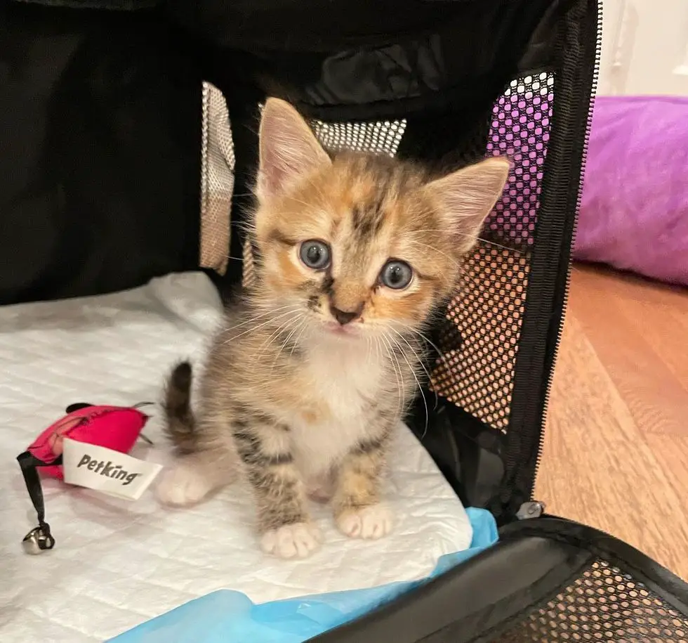 tabby kitten dandelion