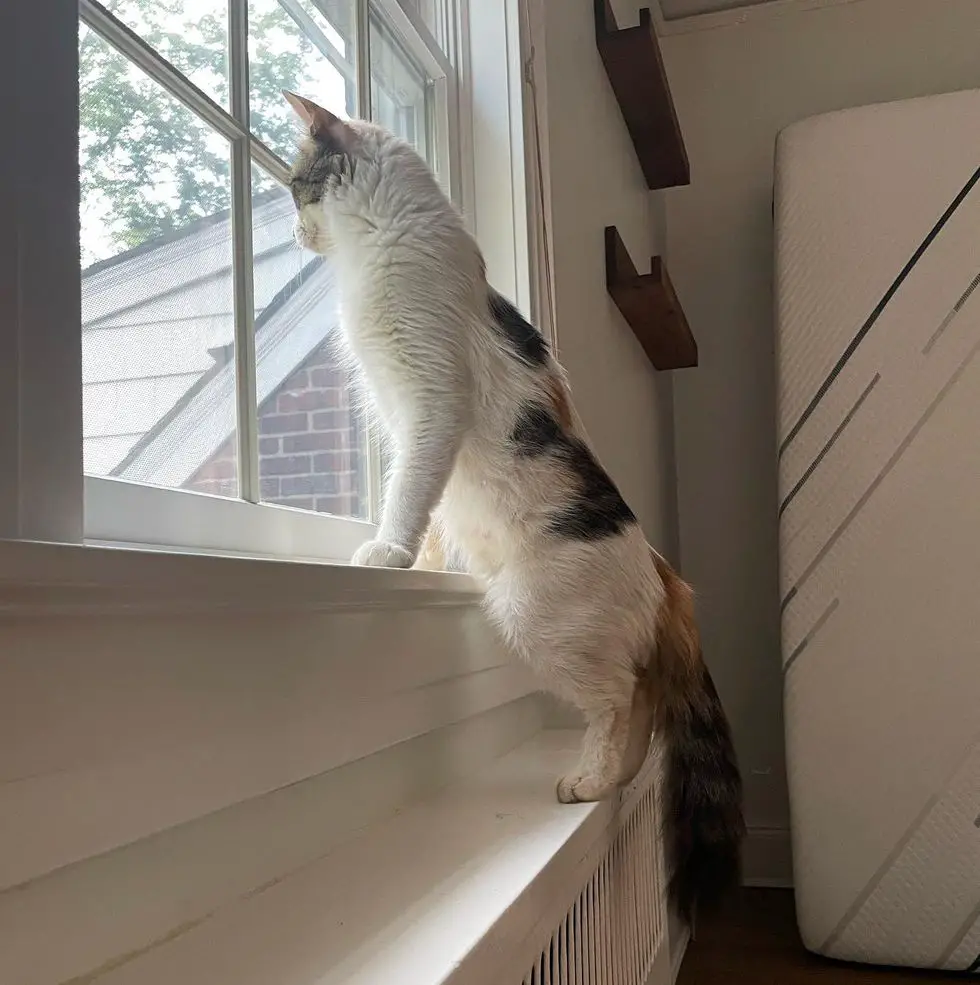 sweet cat window