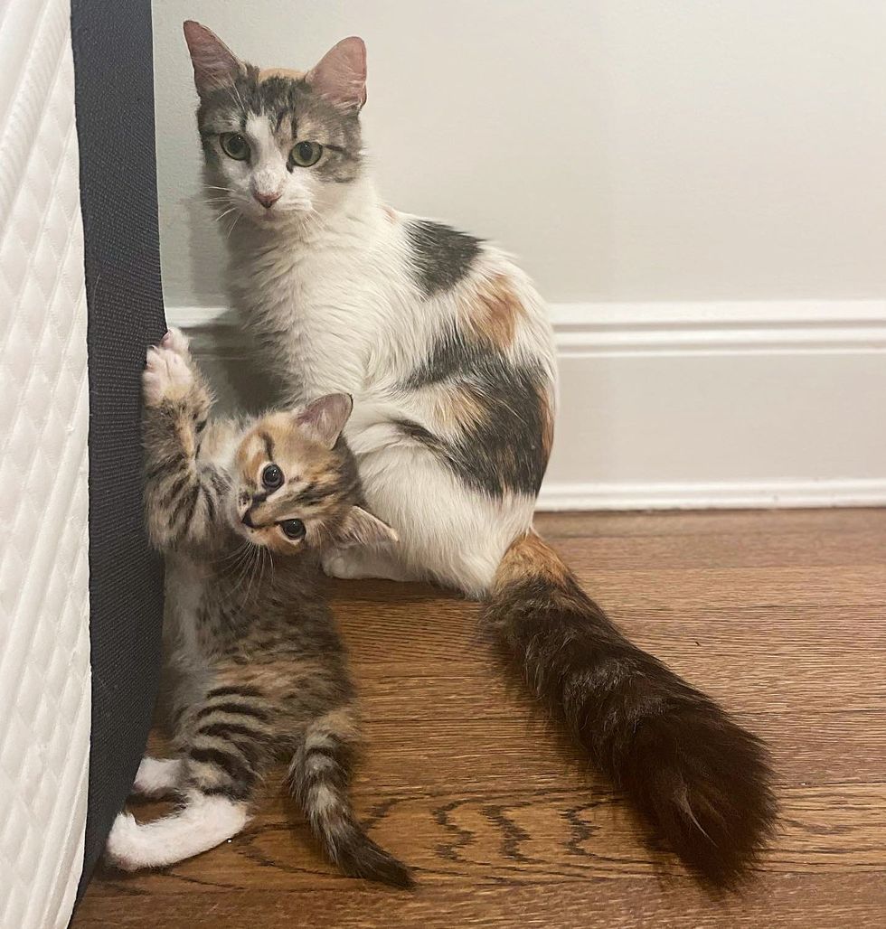 cat mom kitten sweet