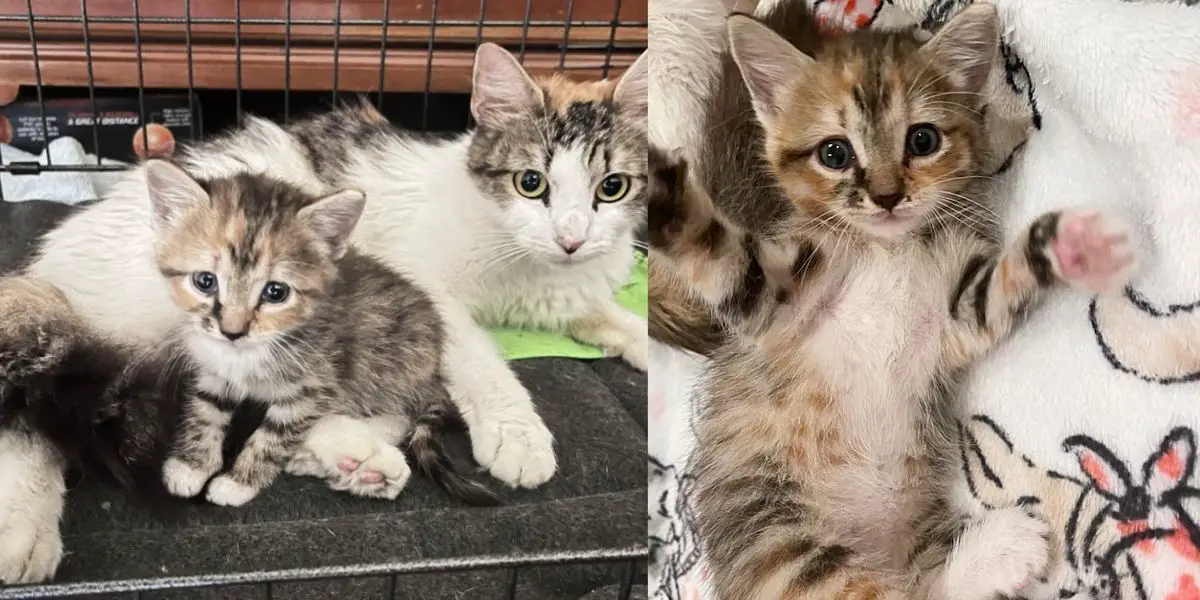 Cat and Her Kitten Saved in a Milk Crate Now Share New Life that They’ve Always Wanted