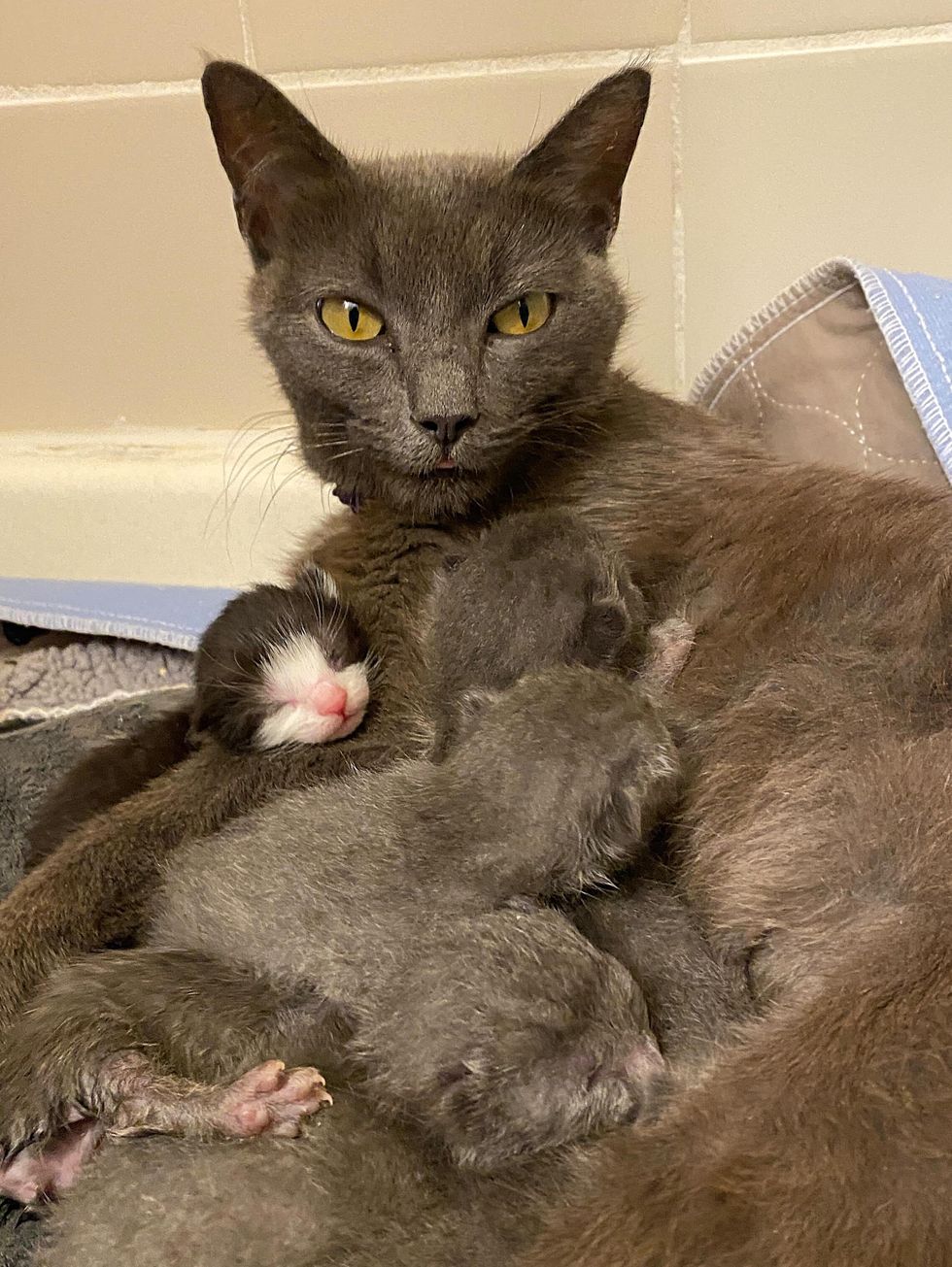 cat sleeping newborn kittens