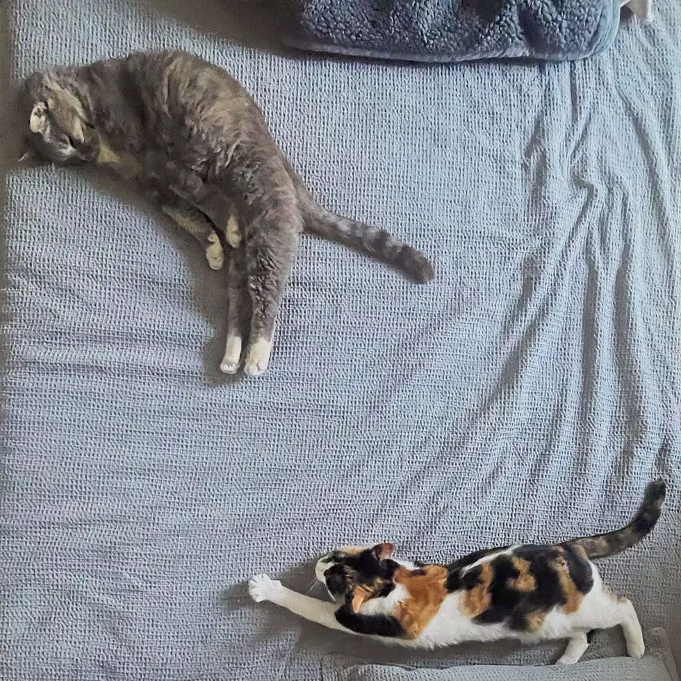 sleeping cats