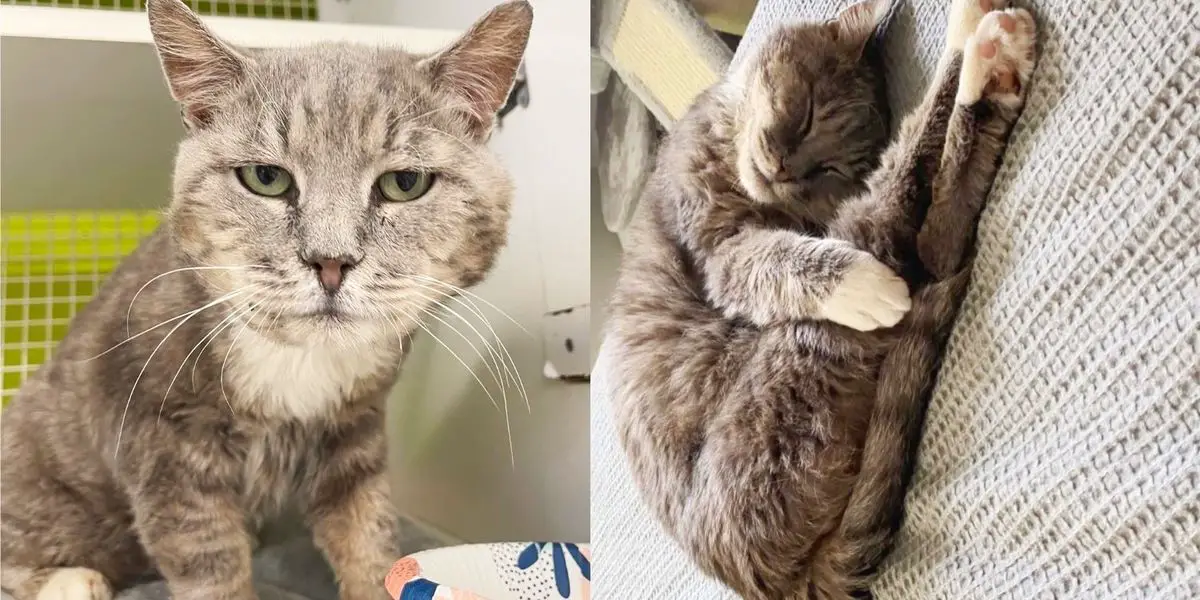 Cat Found with Kittens that Don’t Belong to Him, Months Later He Finally Has What He’s Been Waiting for