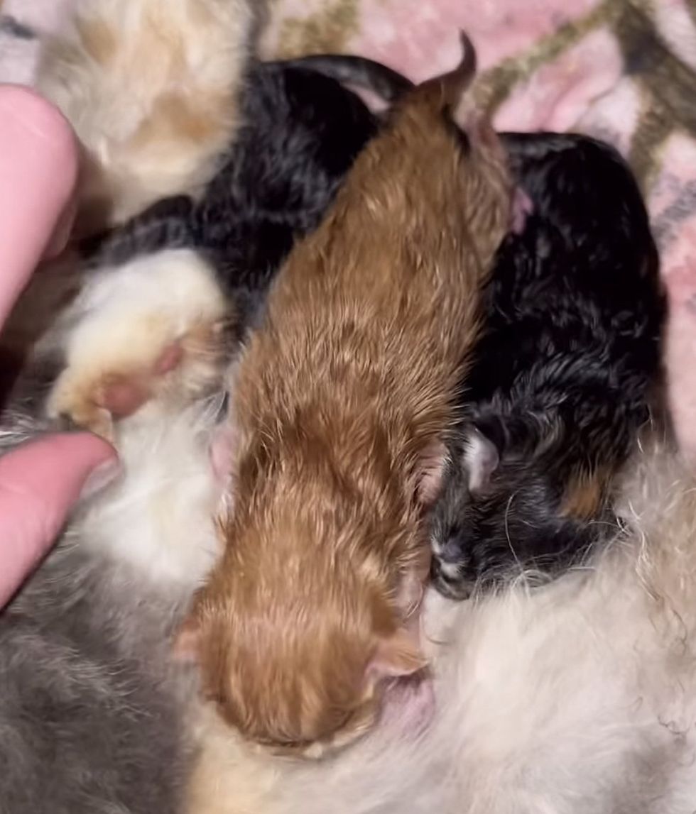 newborn kittens