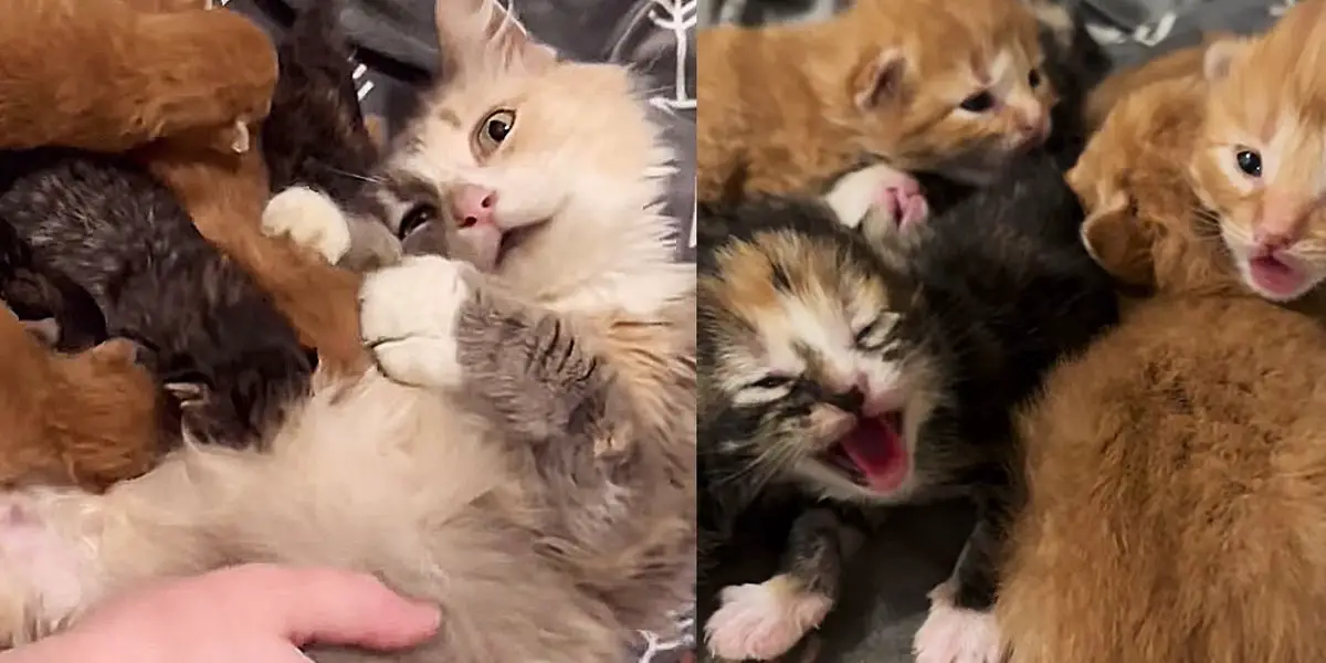 Cat Spent Years in the Outdoors Finally Set Foot Inside a Home, She Had Kittens Immediately After Moving in