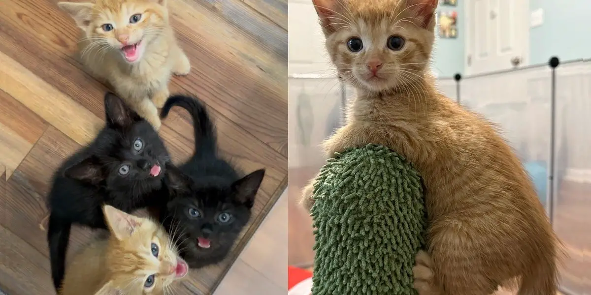 Four Kittens Hail from the Streets and Take Indoor Life by Storm with Their Big Personalities