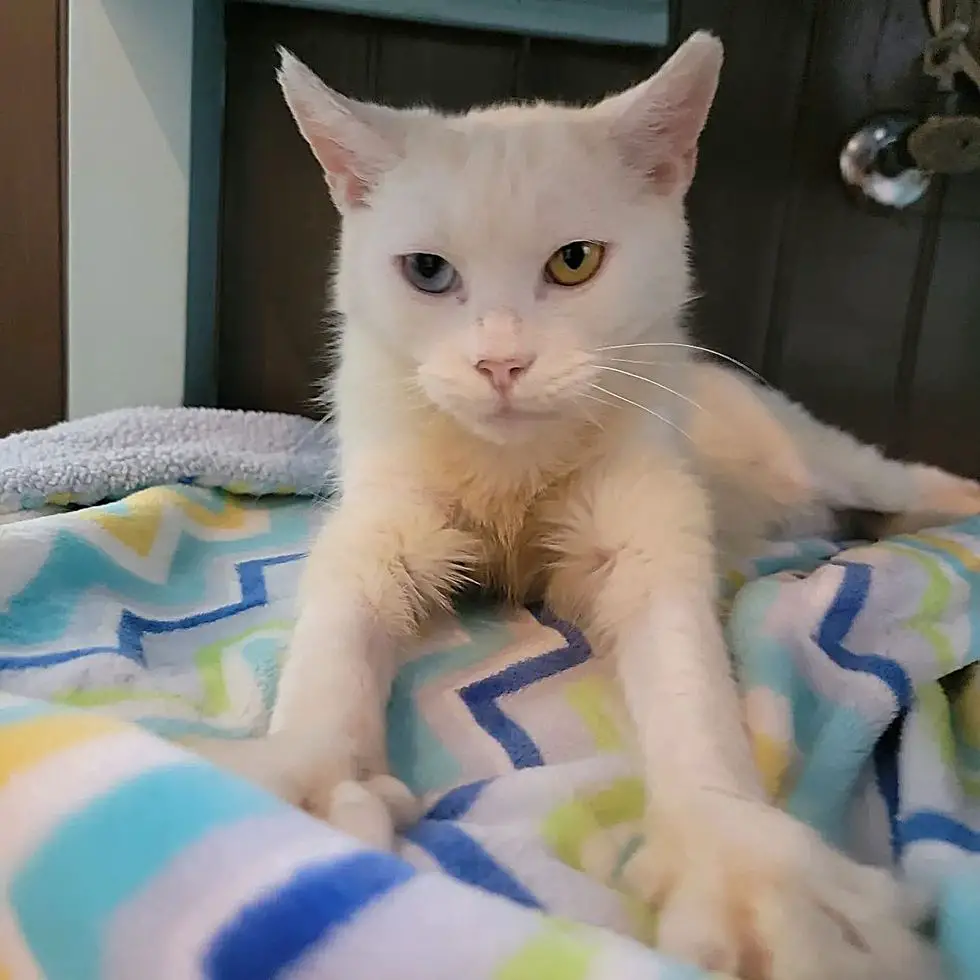 kneady cat mystic, heterochromia cat