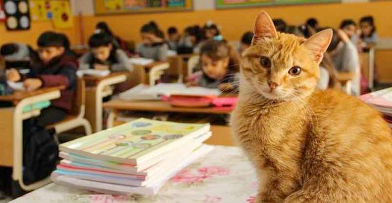 Cat Enters a Classroom and Transforms the Life of These Students