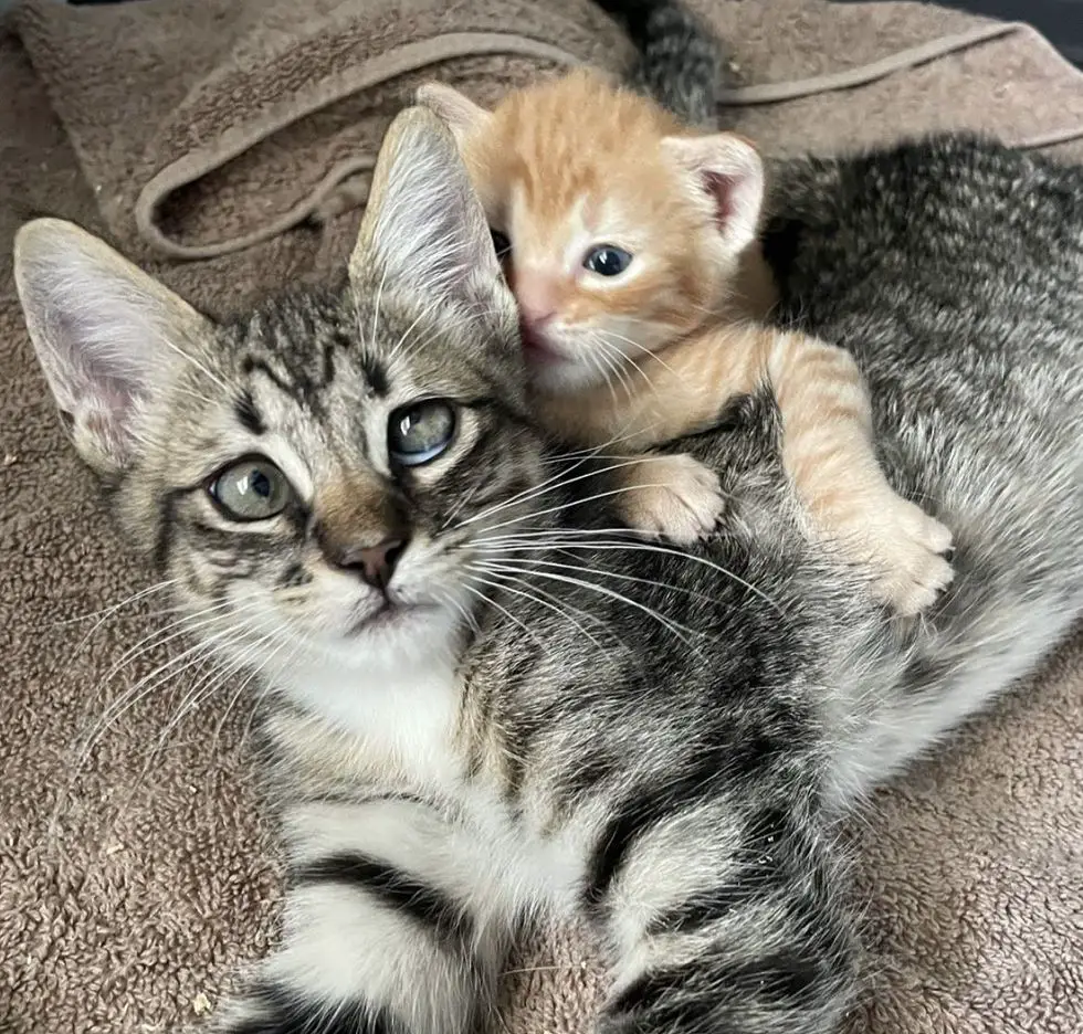 kittens friends cute