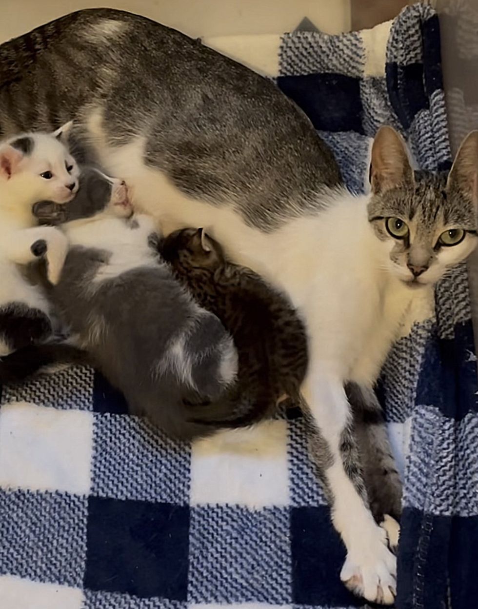 snuggly cat nursing kittens