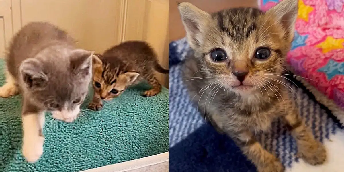 Cat Begs for Attention from Workers, Ends Up Getting Kittens Indoors and Adopting Another One Half Their Size