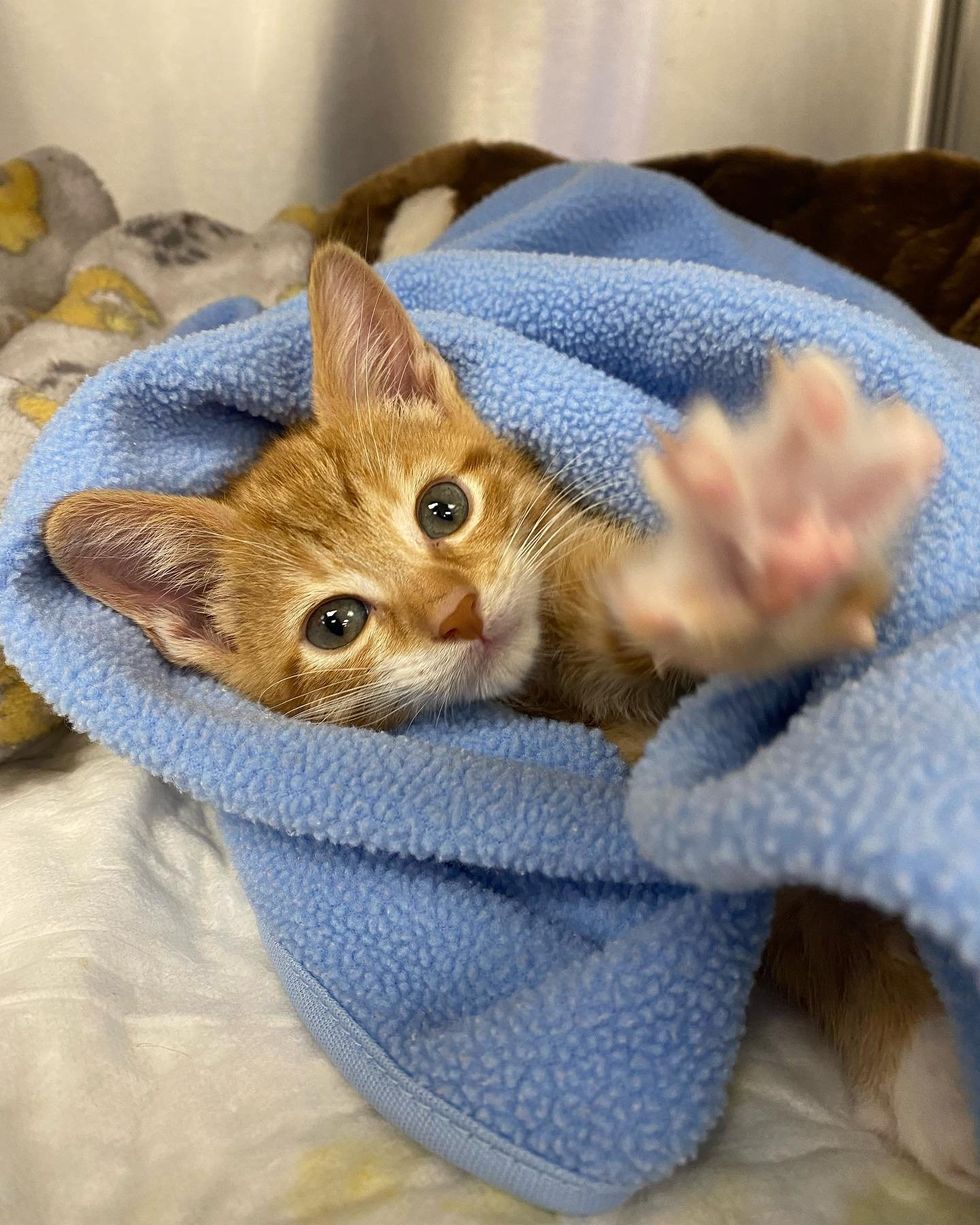 sweet ginger kitten squash