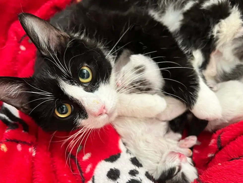 sweet cat mother nursing kittens