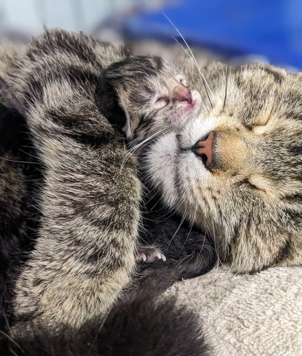 cat mom hugs kittens