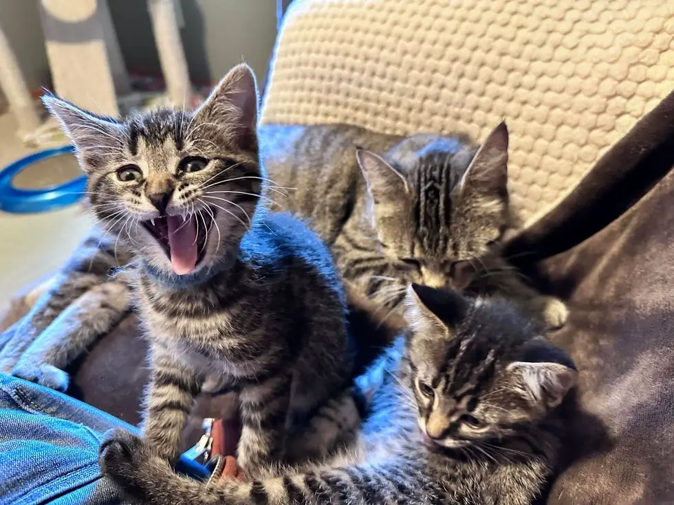 playful tabby kittens