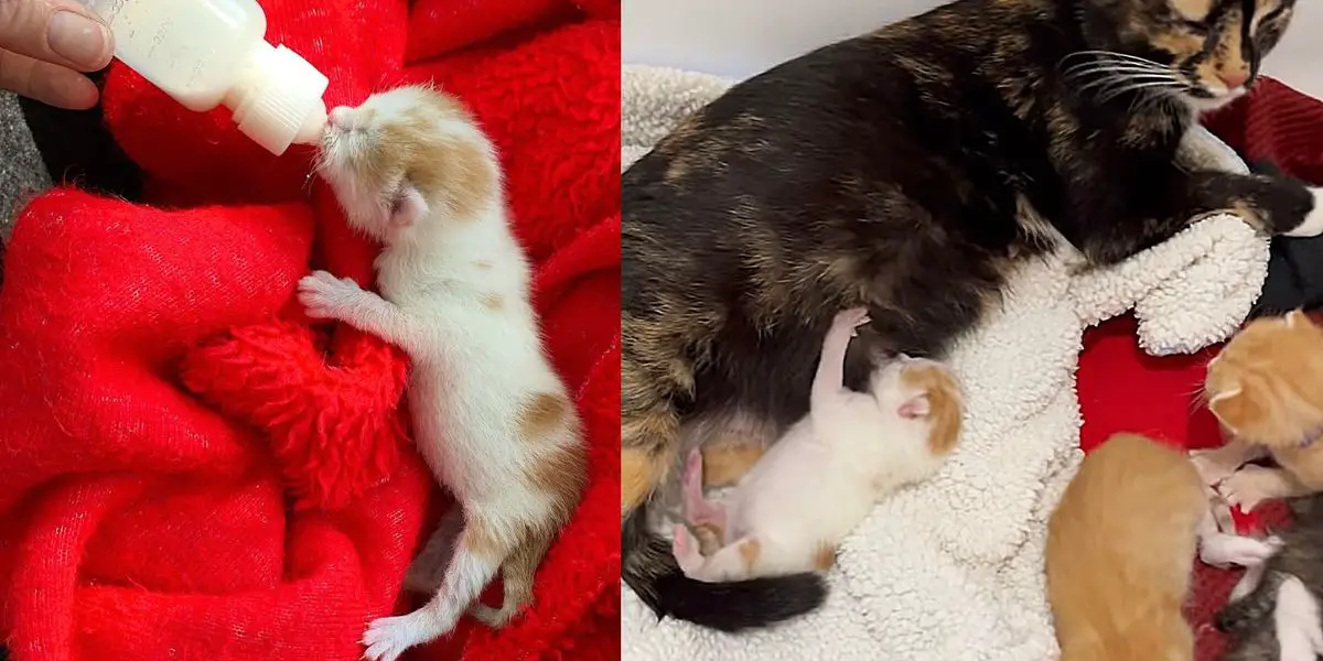 Kitten is Found in a Basket at a Park and Shortly After He is Accepted by a Cat and Her Litter of Six