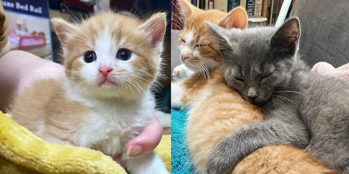 Worker Spots a Kitten Alone at Workplace and So Glad She Never Stops Looking for His Littermates