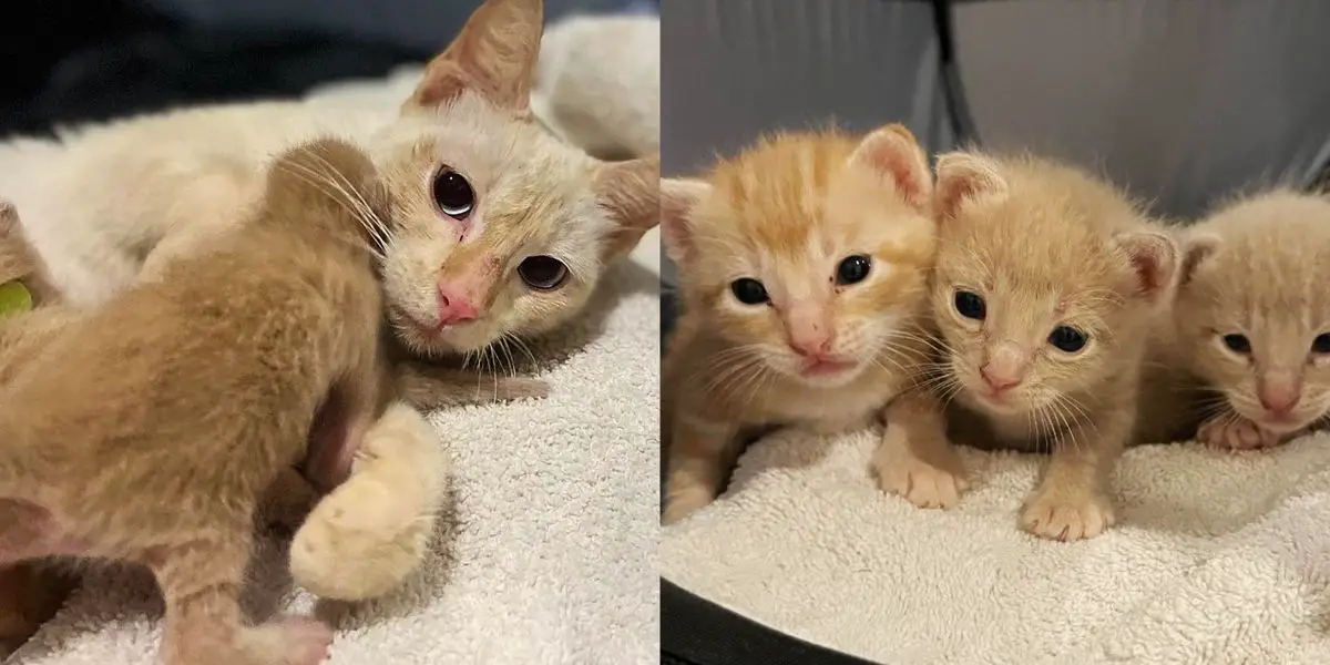 Resident Notices Cat Change from Plump to Skinny Overnight and Realizes There are Kittens Near Their Home