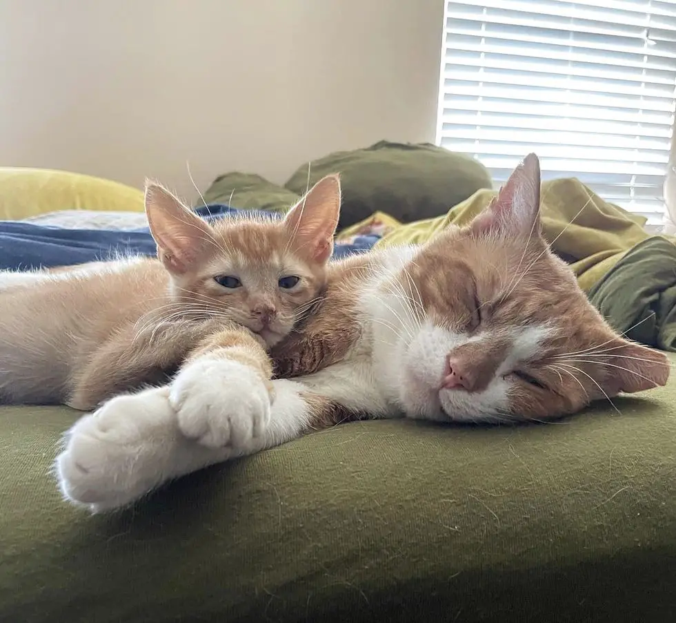 cat snuggles kitten