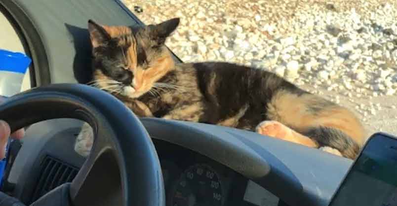 Stray Kitten Won’t Let Traveling Couple Leave Her Behind