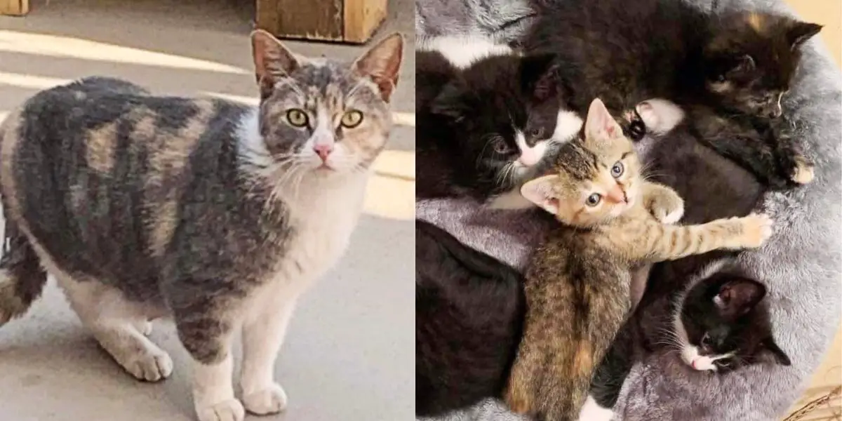 Family Stunned to Find Six Kittens in a Flower Box, Turns Out a Cat Has Brought Them There