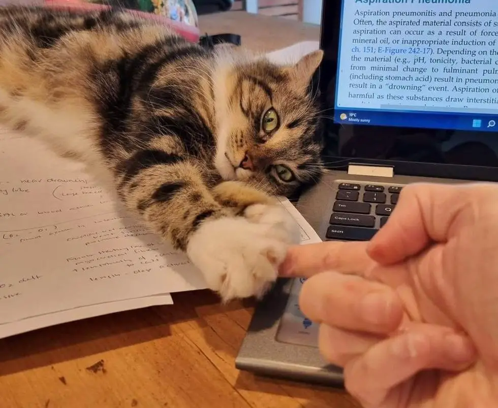 office cat holding paws