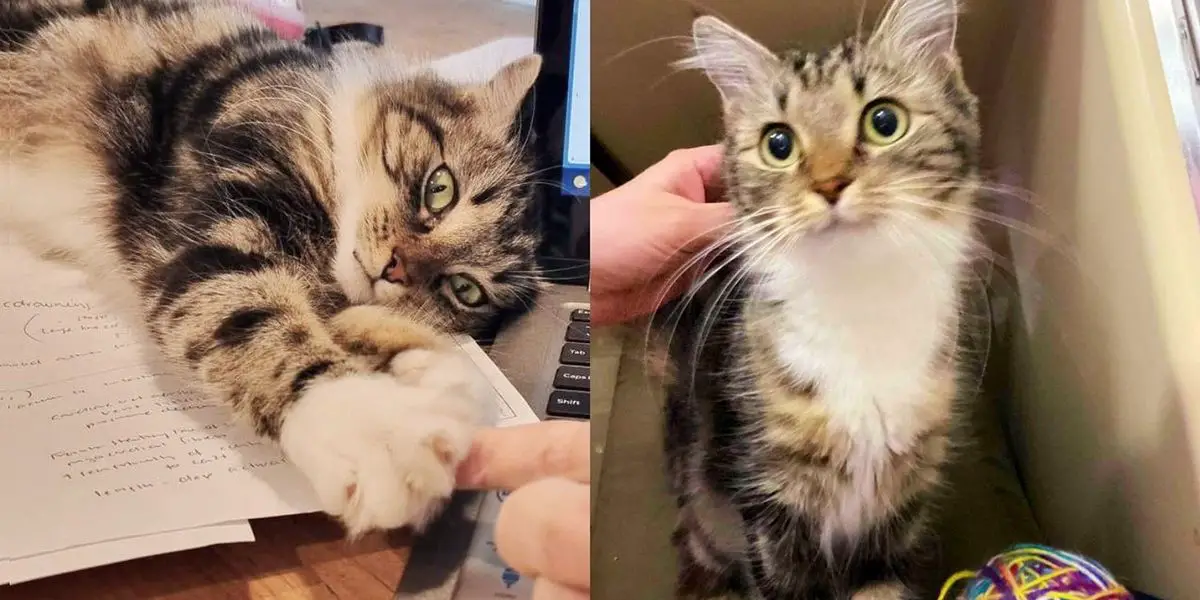 Kind People Take a Chance on a Cat and 3 Kittens from Shelter, the Cat ‘Thanks’ Them in the Sweetest Way