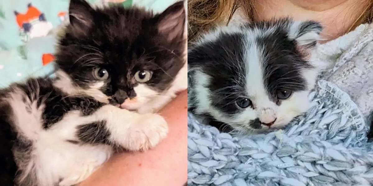 Workers Notice Kitten at Construction Site All by Himself, Days Later Another Kitten Shows Up with Same Coat