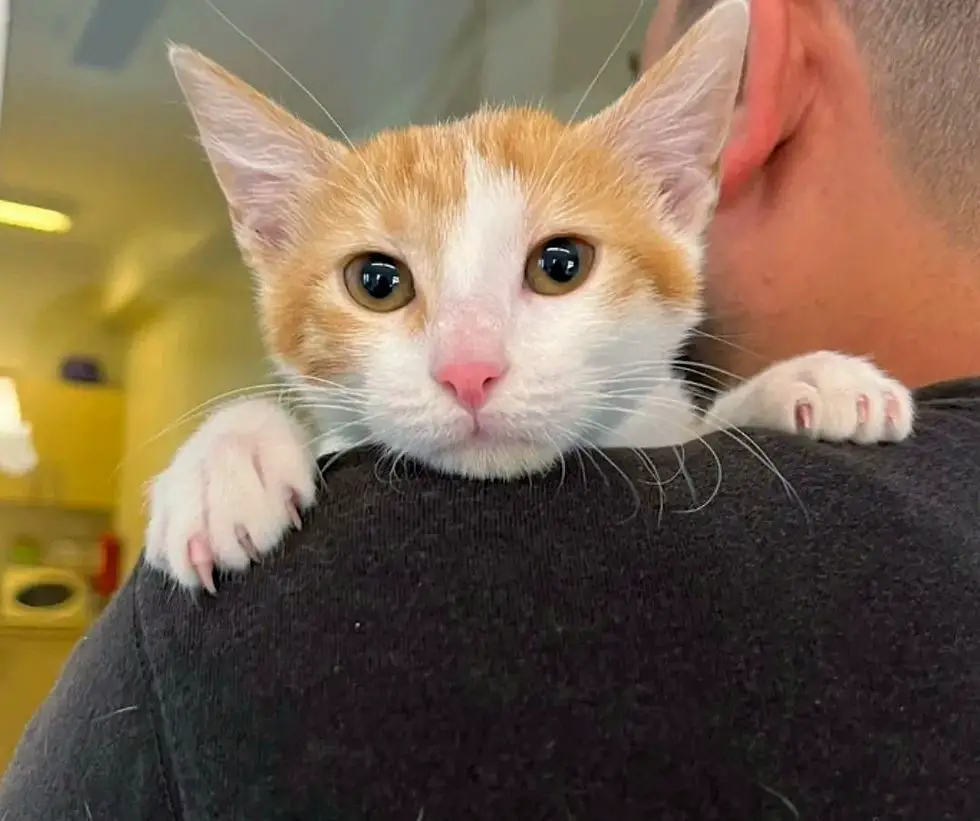 kitten shoulder snuggles