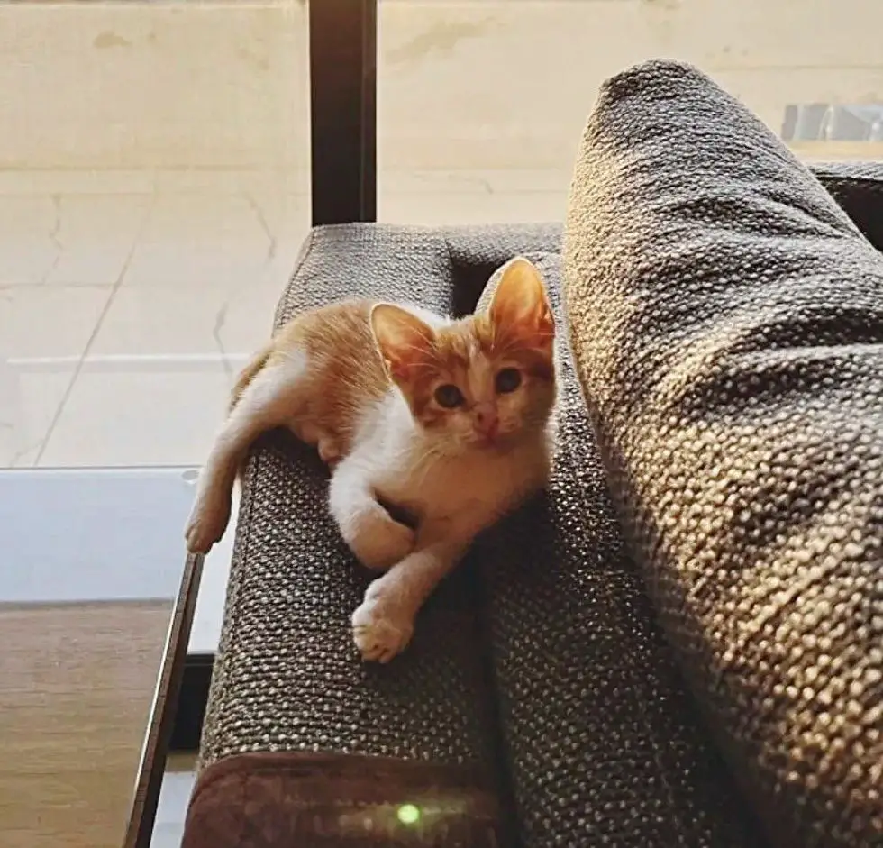 kitten lounging on couch delilah