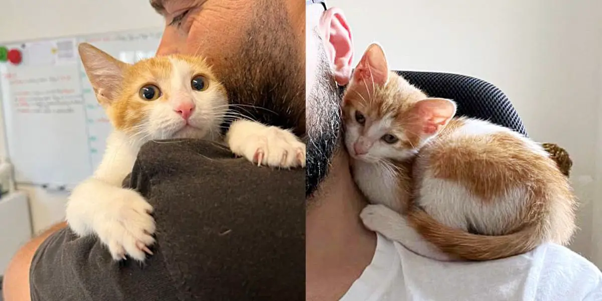 Kitten Crawls into Vent and Can’t Get Out Until Rescuers Arrive, She Curls Up on Their Neck to ‘Thank’ Them