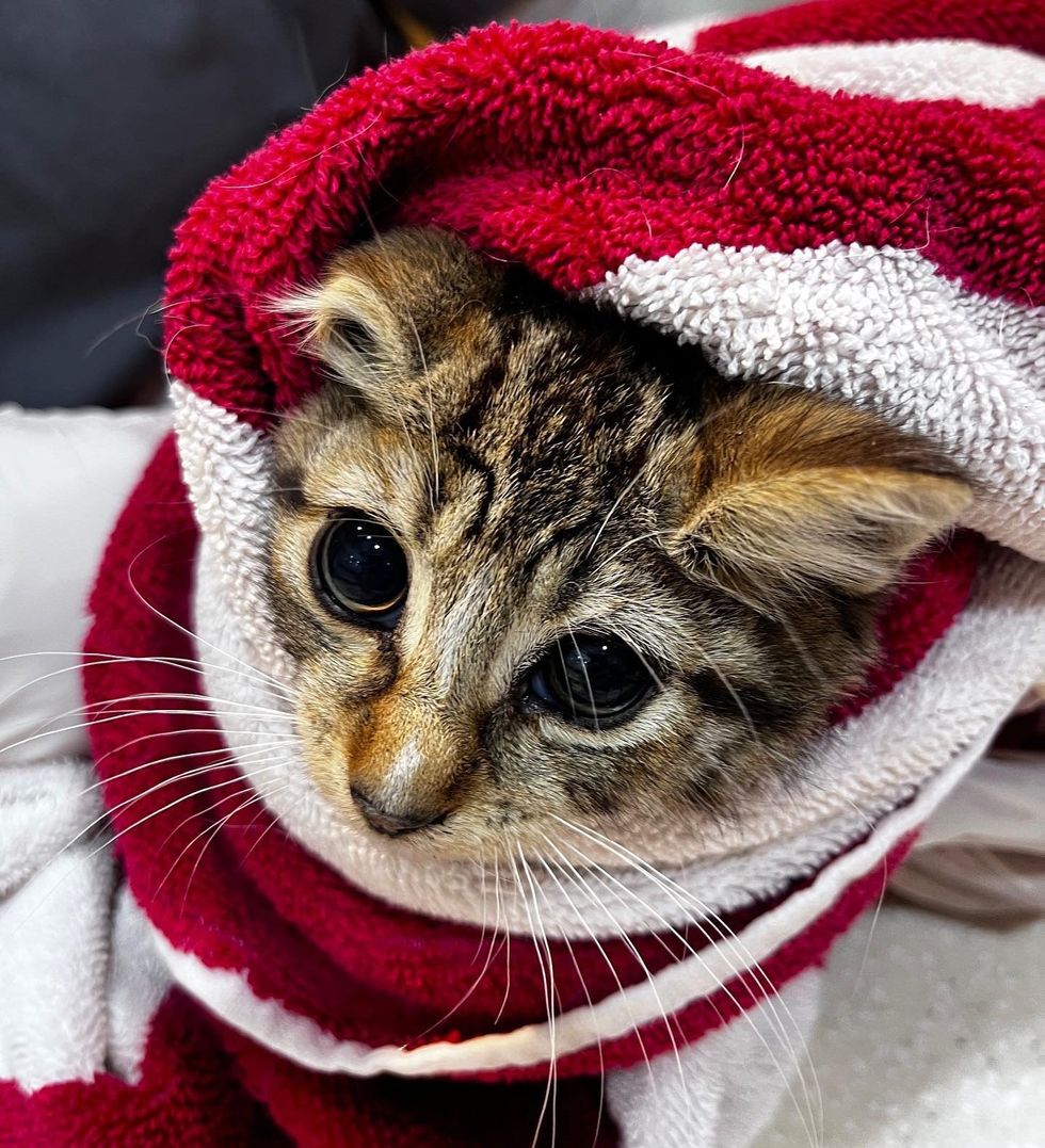 kitten tabby purrito