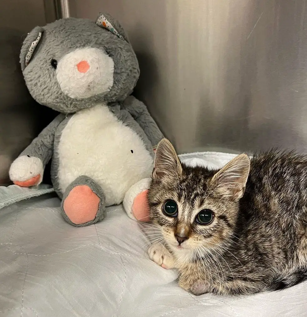 tabby kitten fluffy