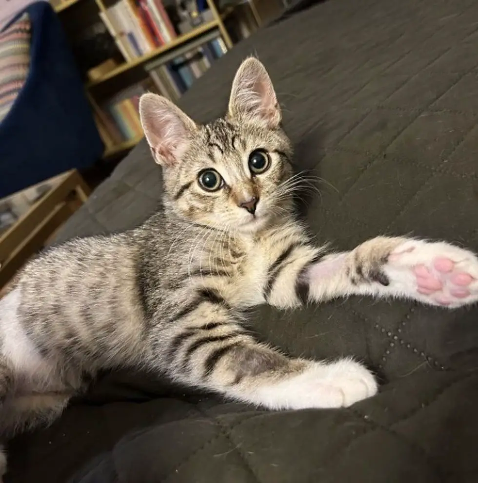 happy tabby kitten fluffy