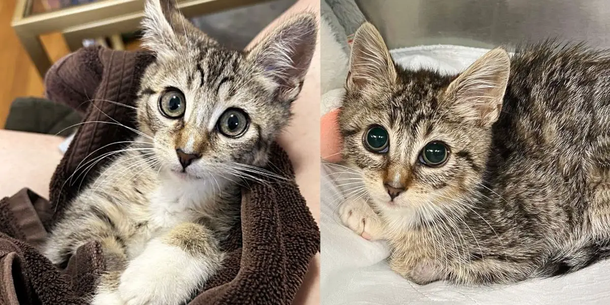 Kitten was Lying Next to a Wall, Hoping Someone Would Notice Him, Days Later His Life Completely Changed