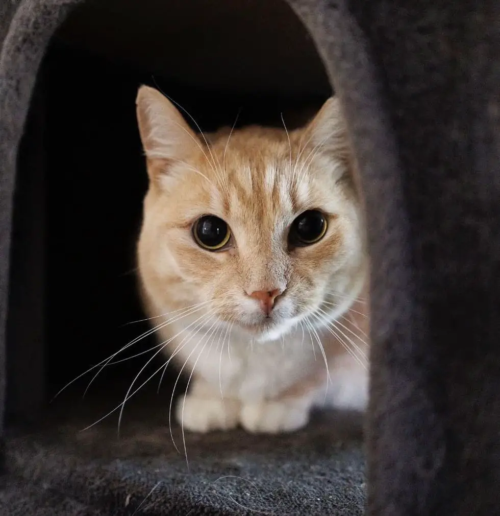 cute cat big eyes