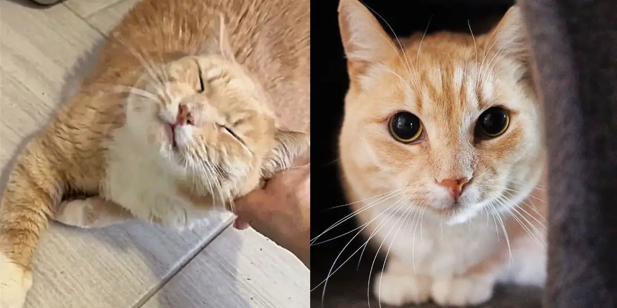 Cat Tries His Hardest to Get People to Notice Him After Waiting Almost 500 Days for a Home