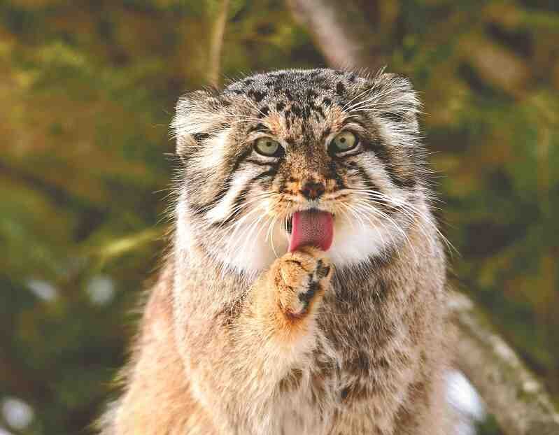 Encounter the charming Pallas’ cats: The idols of the wild feline world.