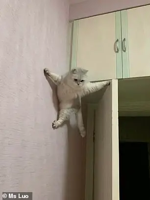 The astounding climbing skills of a pet feline leave social media in awe.