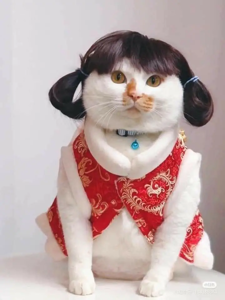 When you want to have a daughter, this adorable cat will be the solution.