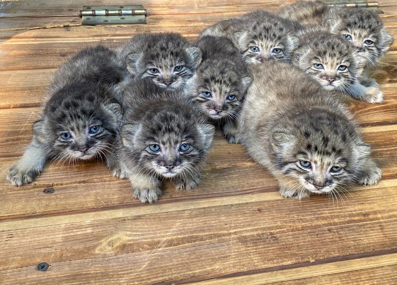 iilla. “Siberian Zoo Welcomes 16 Adorable Wild Felines into the World!” .iilla