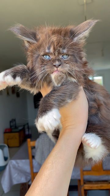 iilla. When first meeting this Maine Coon cat, many people exclaimed “It’s really too cute.” .iilla