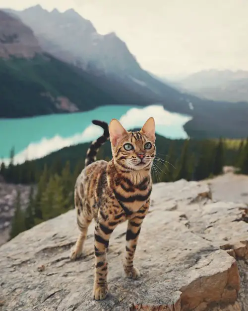 iilla. Introducing Suki, the adventurous feline who leads a more fulfilling life than most humans could imagine, jet-setting across the globe with her doting owner .iilla